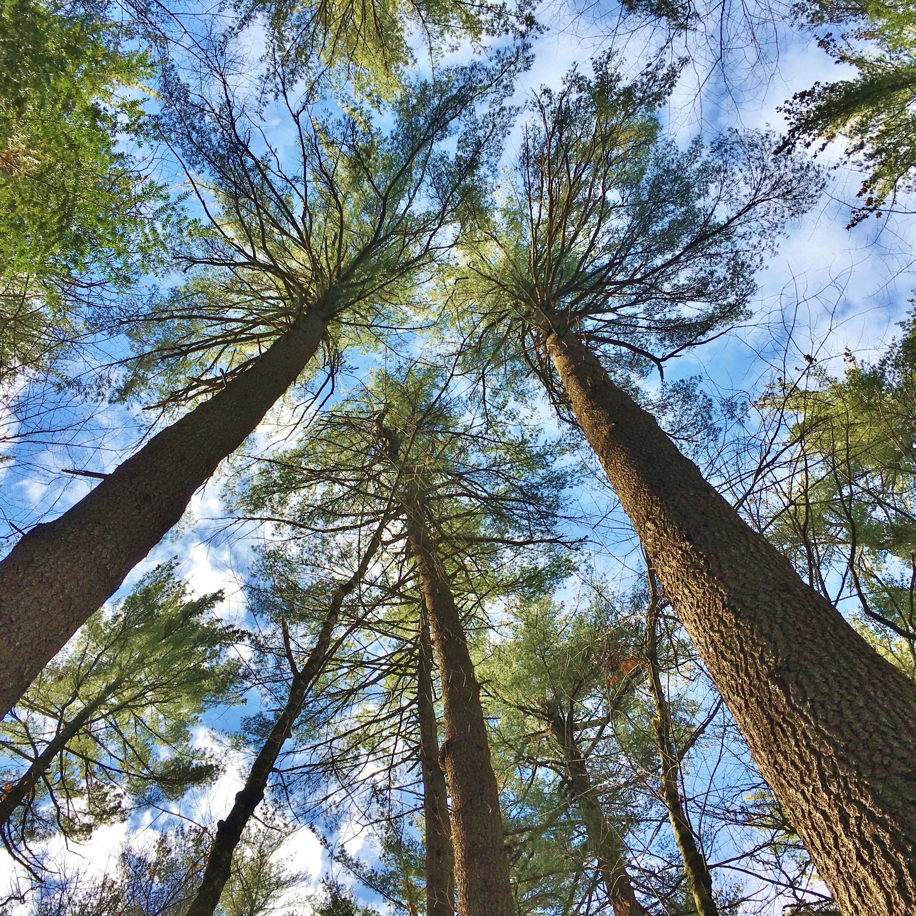 Belden Forest, Simsbury, CT