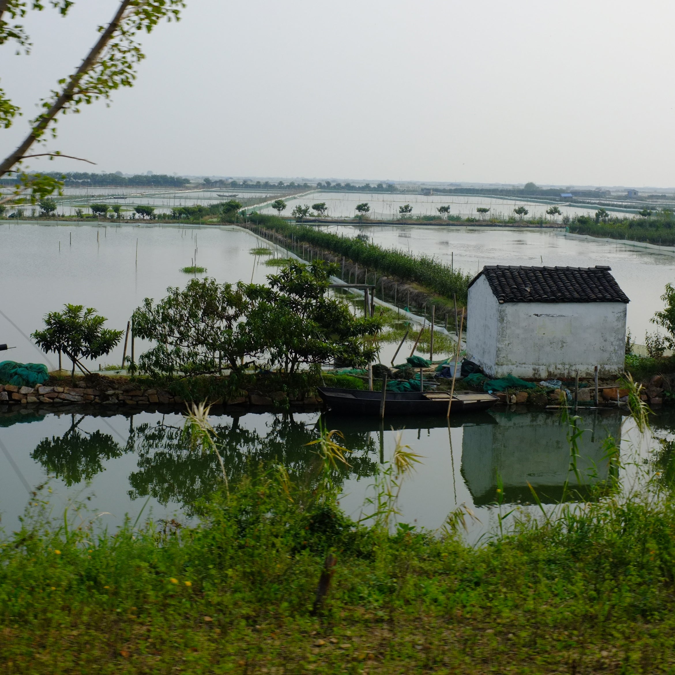 Shore of Tai Lake by Andrew Johnston- Thumbnail