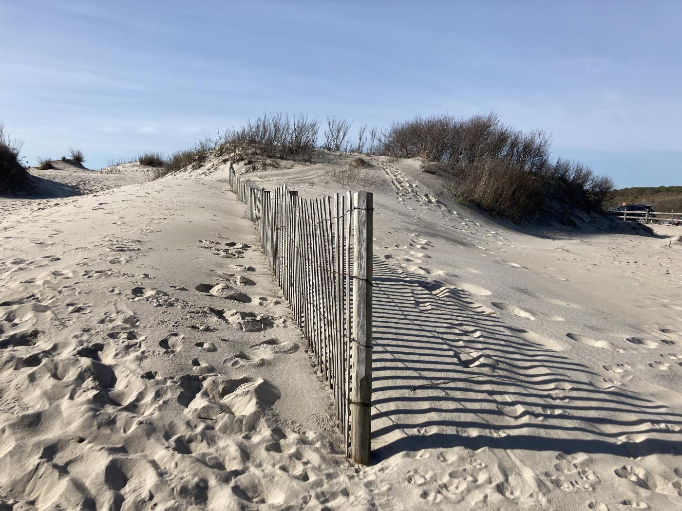 Existing Dune Fencing Assateague Island - photo Brian Davis