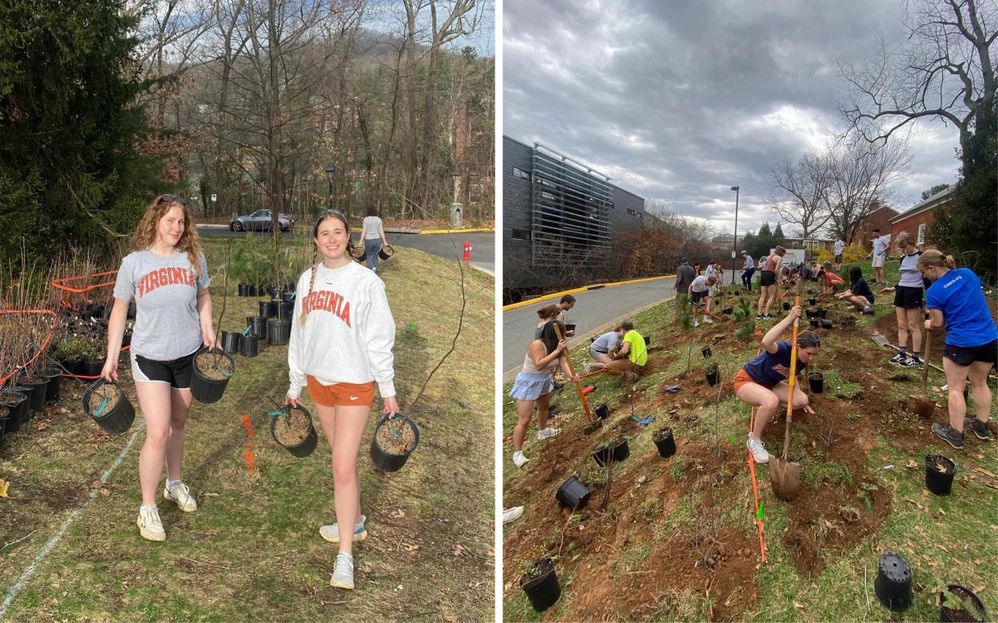 UVA students plant trees in a vacant green space behind the president's house